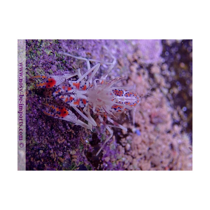Phyllognathia ceratophthalma
