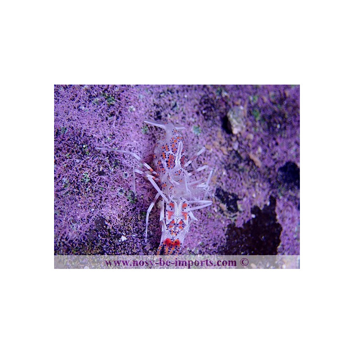Phyllognathia ceratophthalma