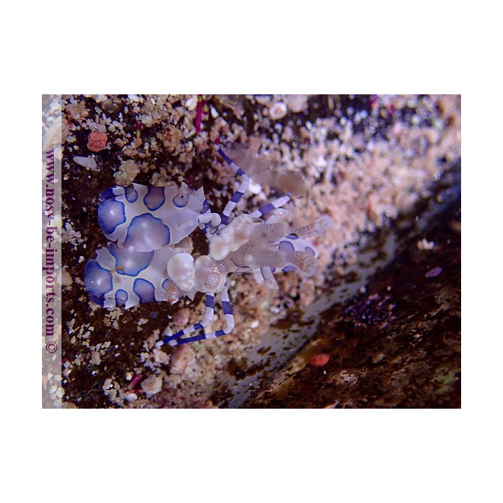 Hymenocera picta