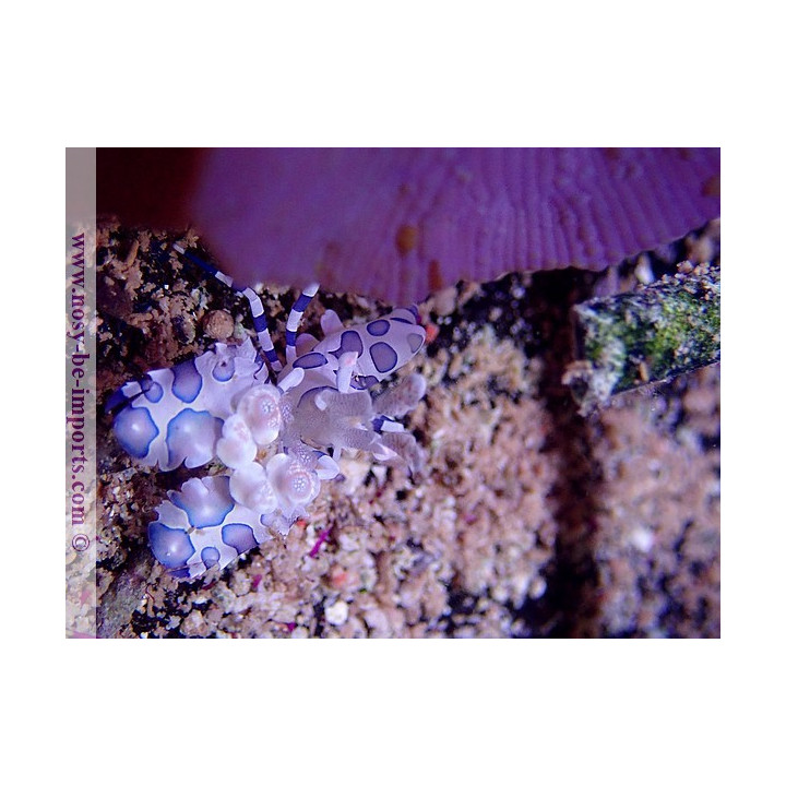 Hymenocera picta