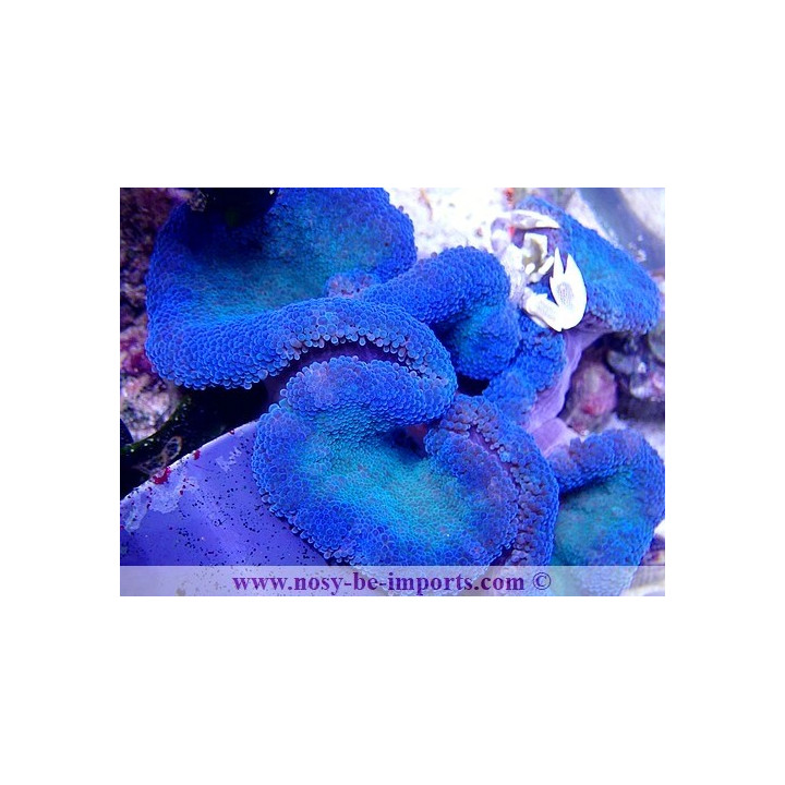 Stichodactyla gigantea bleue - anémone - aquarium sur mesure
