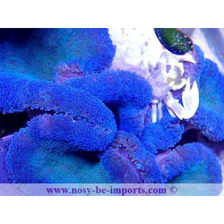 Stichodactyla gigantea bleue - anémone - aquarium sur mesure