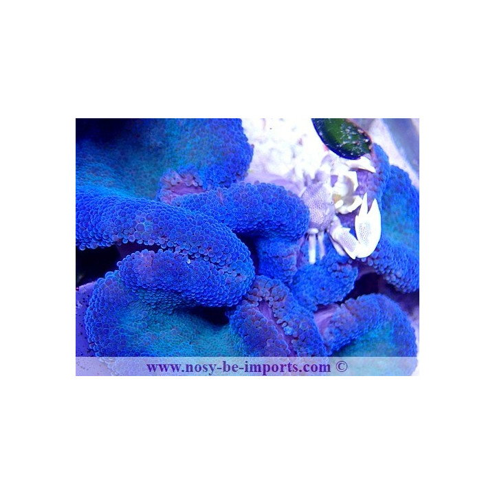 Stichodactyla gigantea bleue - anémone - aquarium sur mesure