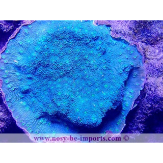 Echinopora lamellosa