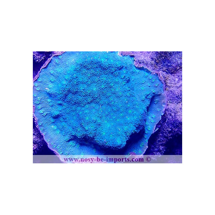 Echinopora lamellosa