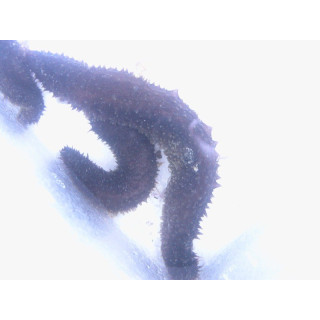 Holothuria atra