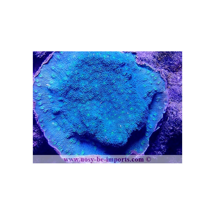 Echinopora lamellosa