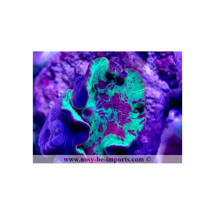 Discosoma sp. Jawbreaker