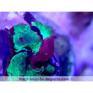 Discosoma sp. Jawbreaker