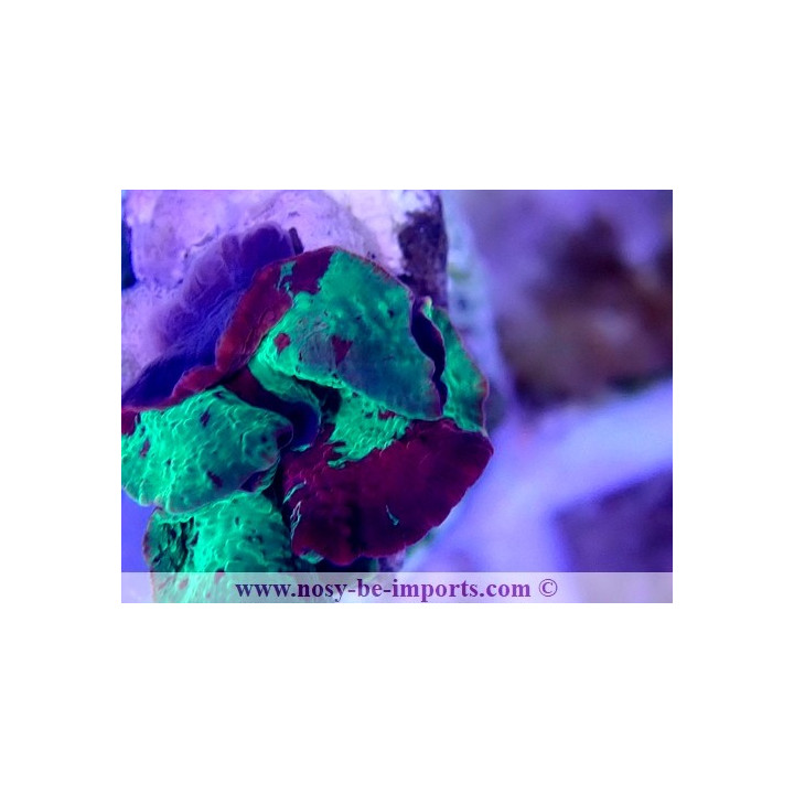 Discosoma sp. Jawbreaker
