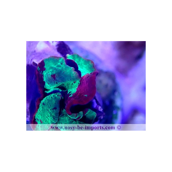 Discosoma sp. Jawbreaker WYSIWYG 20022021-3