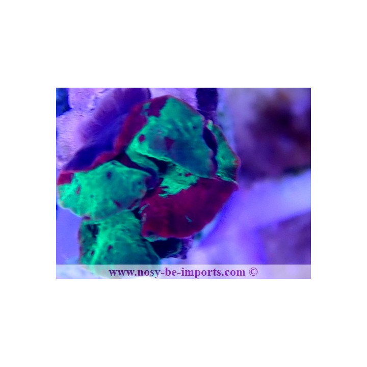 Discosoma sp. Jawbreaker WYSIWYG 20022021-3
