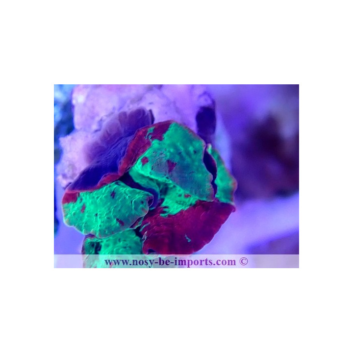 Discosoma sp. Jawbreaker WYSIWYG 20022021-3