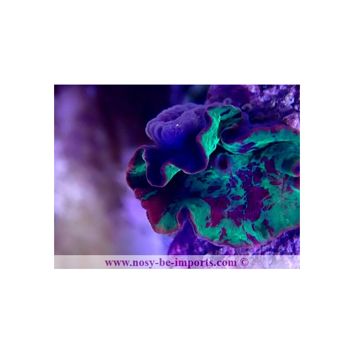 Discosoma sp. Jawbreaker WYSIWYG 20022021-4
