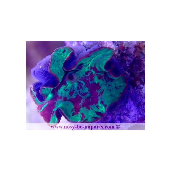 Discosoma sp. Jawbreaker WYSIWYG 20022021-4