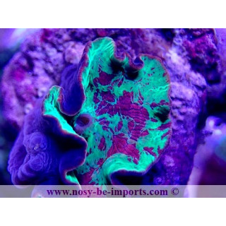 Discosoma sp. Jawbreaker WYSIWYG 20022021-4