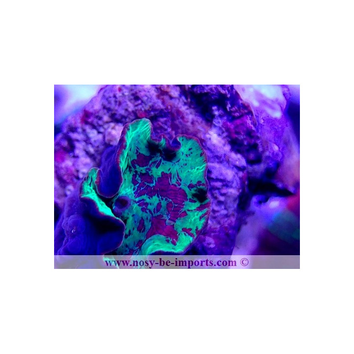 Discosoma sp. Jawbreaker WYSIWYG 20022021-4