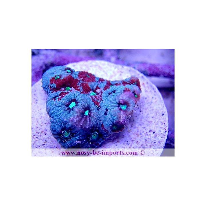 Favites pentagona WYSIWYG 20022021-6