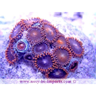 Zoanthus sp.  WYSIWYG 20022021-8