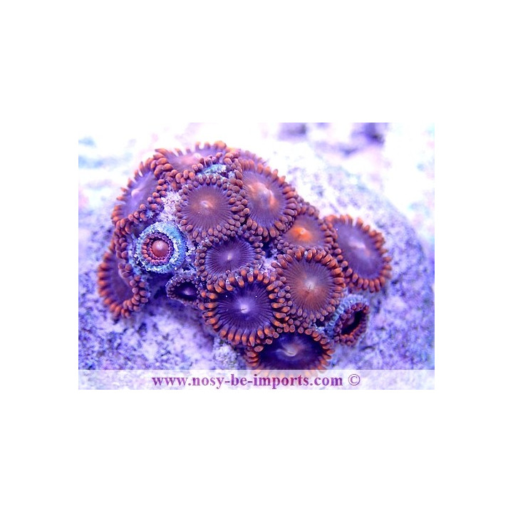 Zoanthus sp.  WYSIWYG 20022021-8