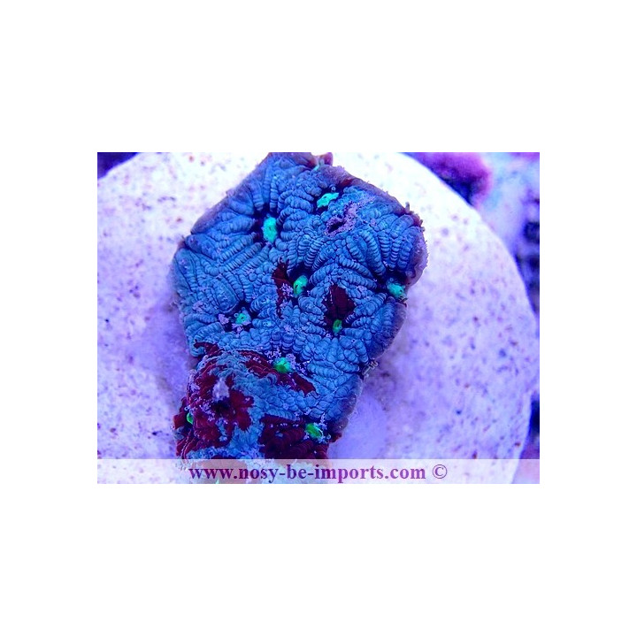Favites pentagona WYSIWYG 20022021-9