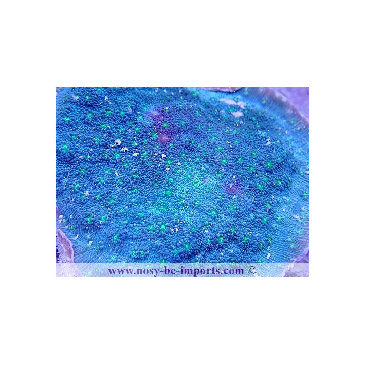 Echinopora lamellosa WYSIWYG 20022021-10