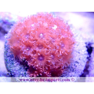 Goniopora sp. WYSIWYG 20022021-11