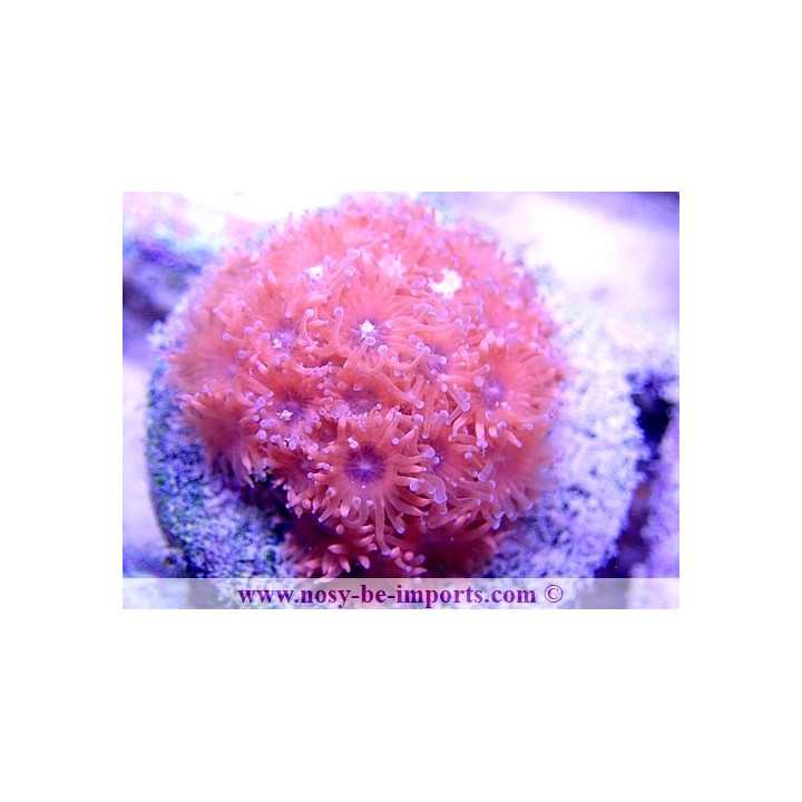 Goniopora sp. WYSIWYG 20022021-11