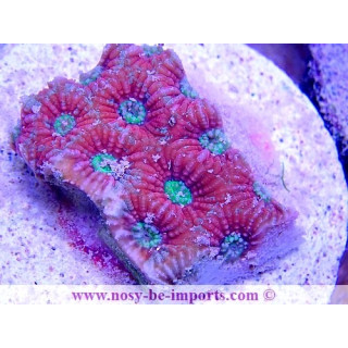 Favites pentagona WYSIWYG 20022021-13