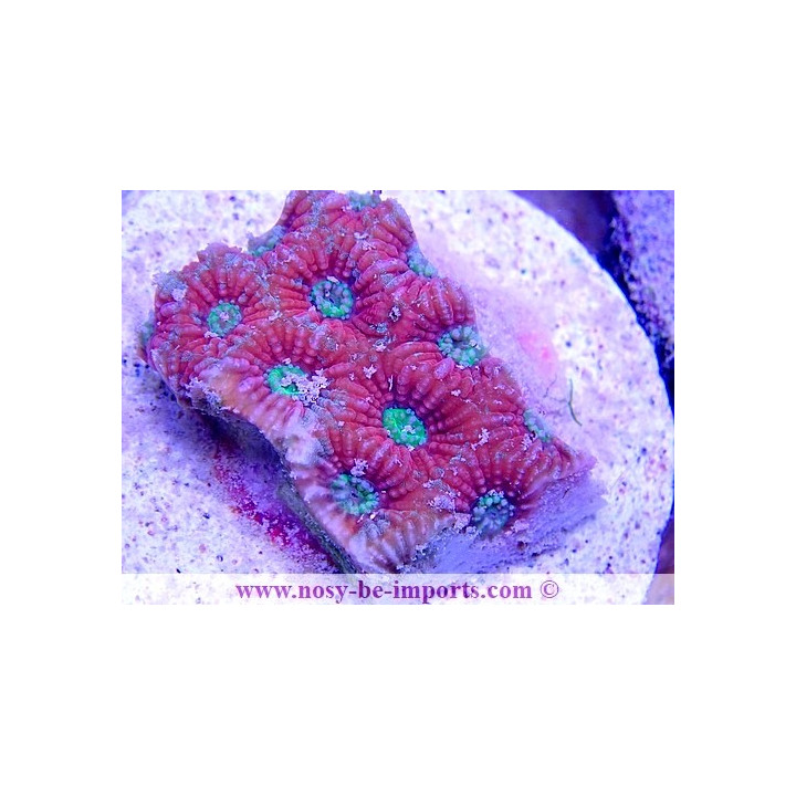 Favites pentagona WYSIWYG 20022021-13