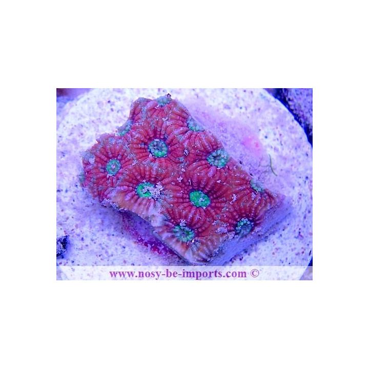 Favites pentagona WYSIWYG 20022021-13