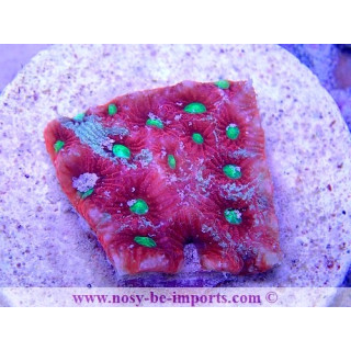 Favites pentagona WYSIWYG 20022021-14
