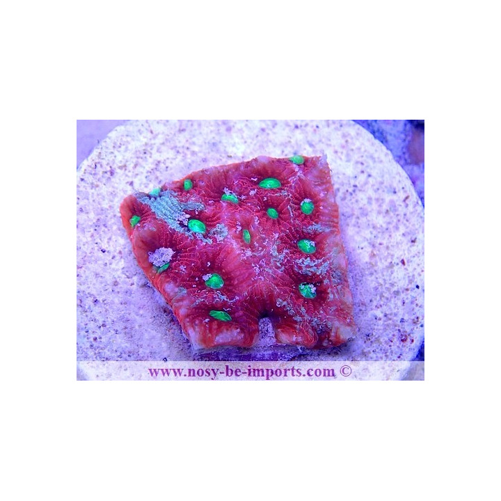 Favites pentagona WYSIWYG 20022021-14