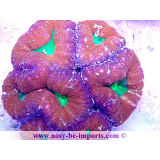 Lobophyllia sp. WYSIWYG 20012021-15