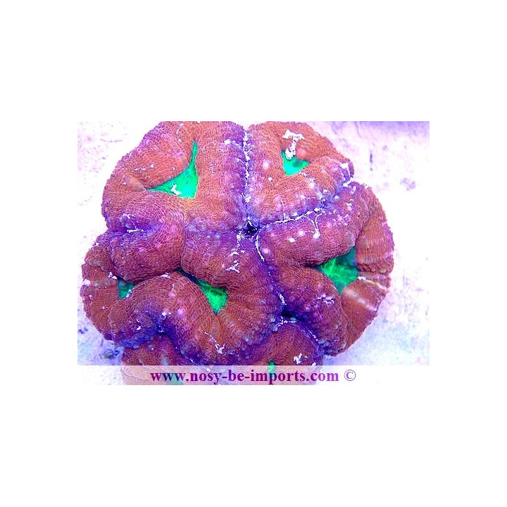 Lobophyllia sp. WYSIWYG 20012021-15