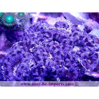Acanthastrea lordhowensis WYSIWYG 20022021-16
