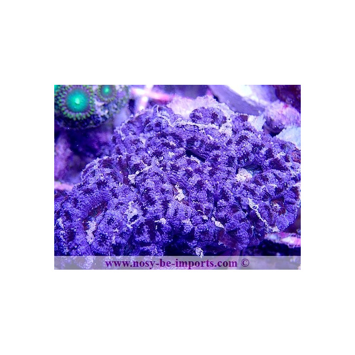 Acanthastrea lordhowensis WYSIWYG 20022021-16