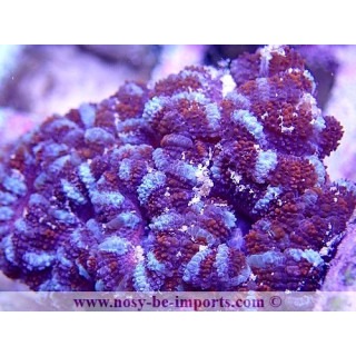 Acanthastrea lordhowensis WYSIWYG 20022021-17