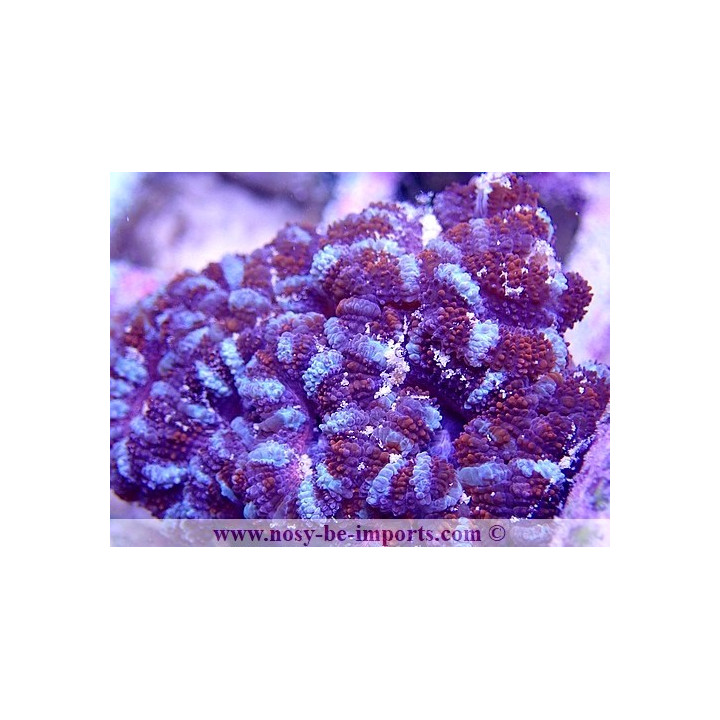 Acanthastrea lordhowensis WYSIWYG 20022021-17