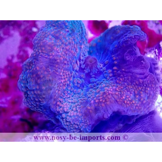 Discosoma sp. Spécial WYSIWYG 20022021-18