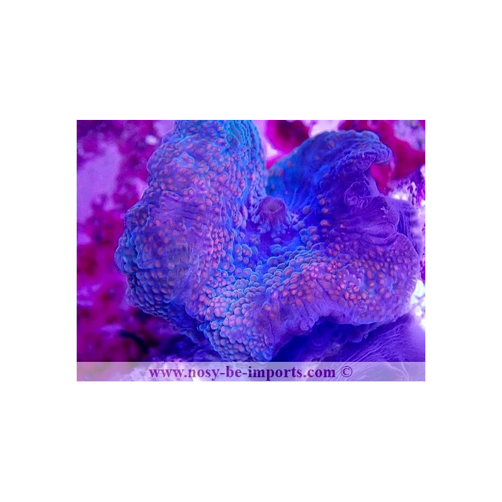 Discosoma sp. Spécial WYSIWYG 20022021-18