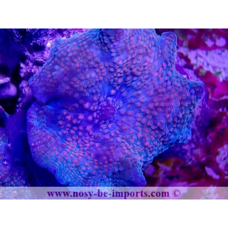 Discosoma sp. Spécial WYSIWYG 20022021-19
