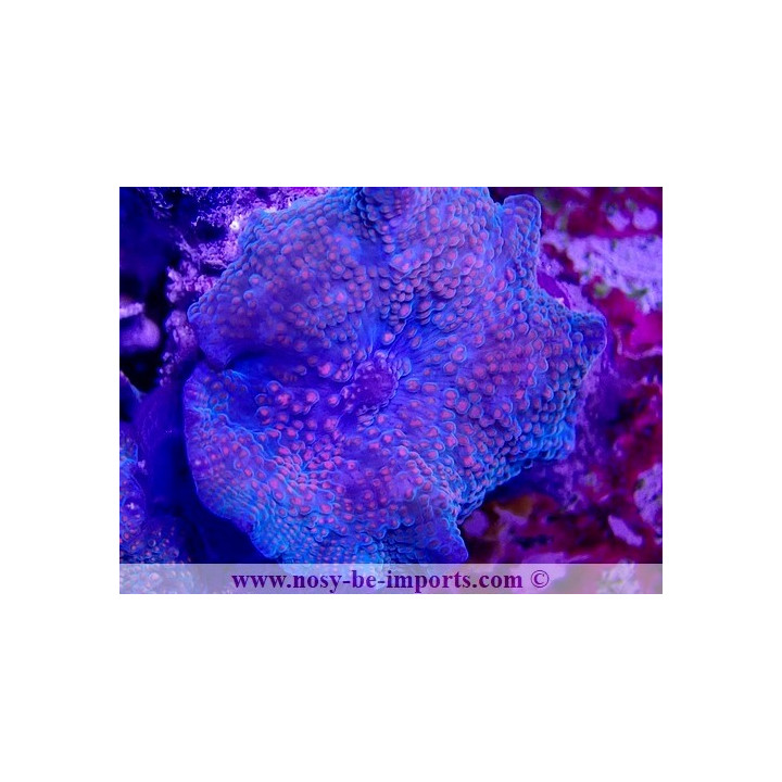 Discosoma sp. Spécial WYSIWYG 20022021-19