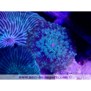 Discosoma striatus WYSIWYG 20022021-20