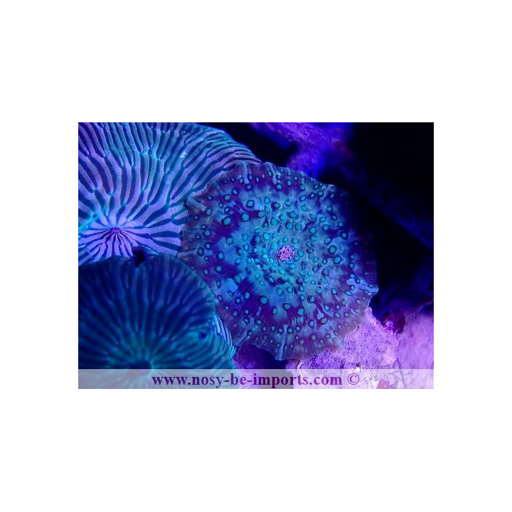 Discosoma striatus WYSIWYG 20022021-20