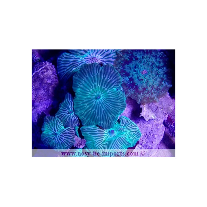Discosoma striatus WYSIWYG 20022021-20