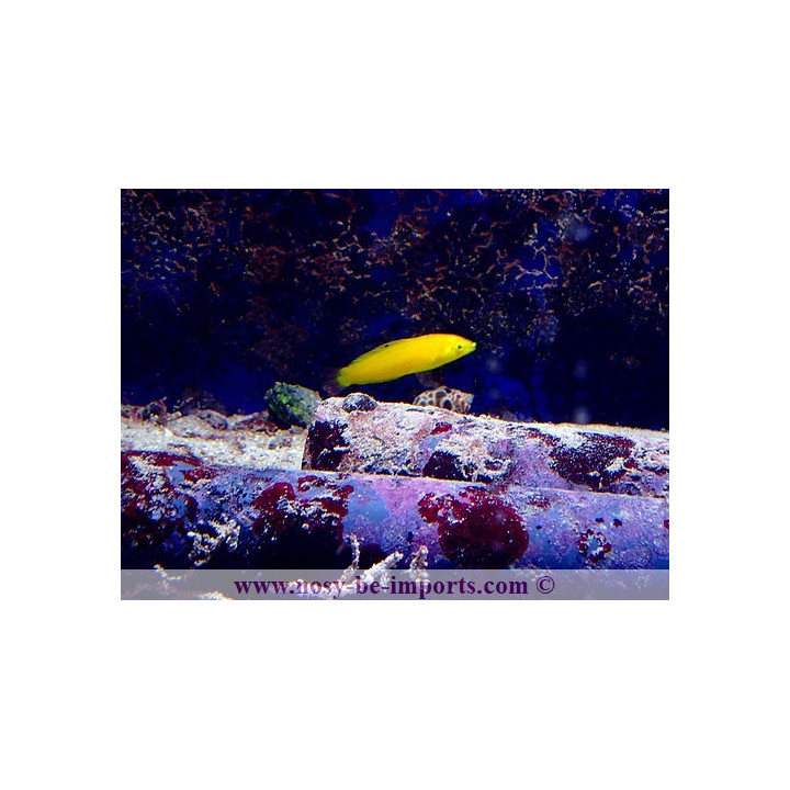 Halichoeres chrysus
