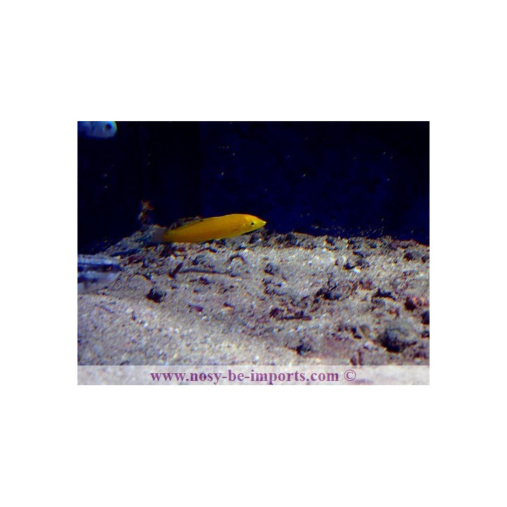 Halichoeres chrysus