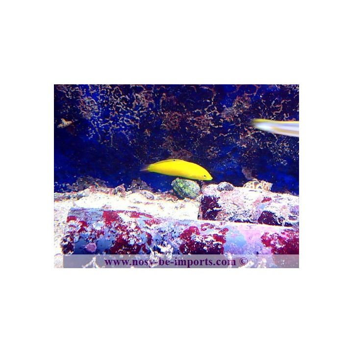 Halichoeres chrysus
