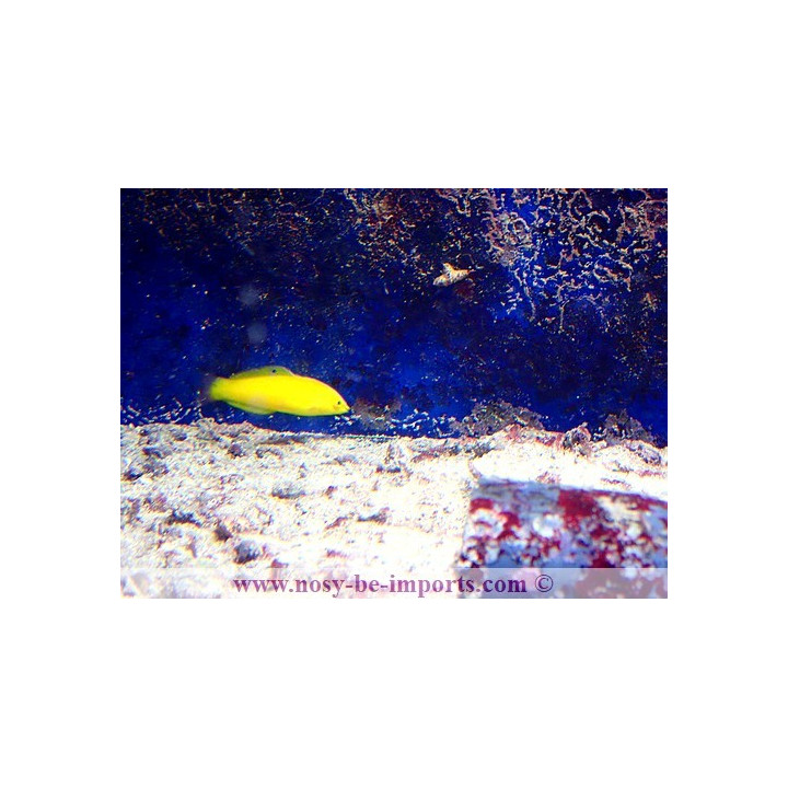 Halichoeres chrysus